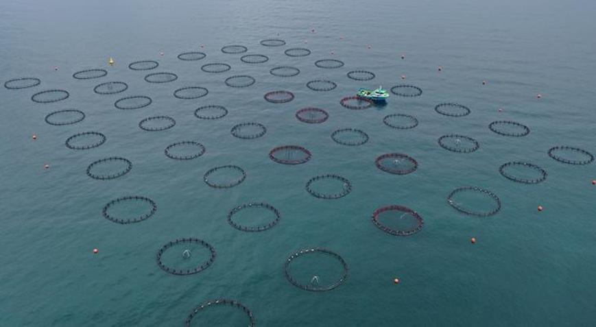 Doğu Karadeniz’in 4 aylık su ürünleri ihracatı 47,8 milyon doları aştı