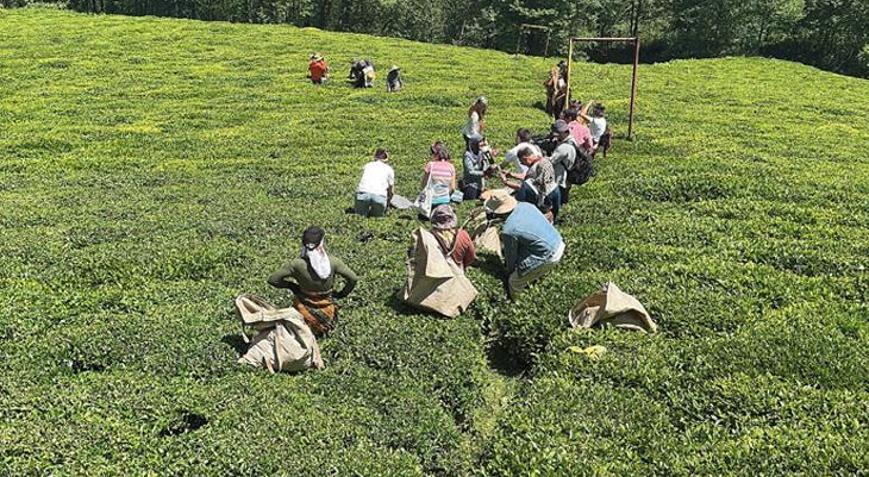 Giresun’da yeni sürgün çay hasadı etkinliği yapıldı