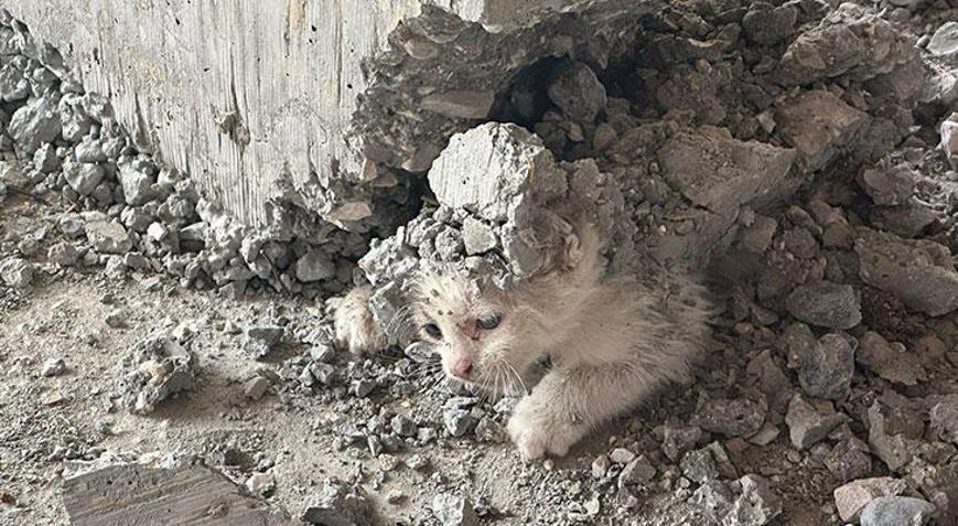 Şanlıurfa’da beton kolonun altında mahsur kalan kedi yavrusu kurtarıldı