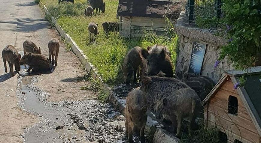 Kenti sürü halinde istila etmişlerdi! Ekipler alarma geçti