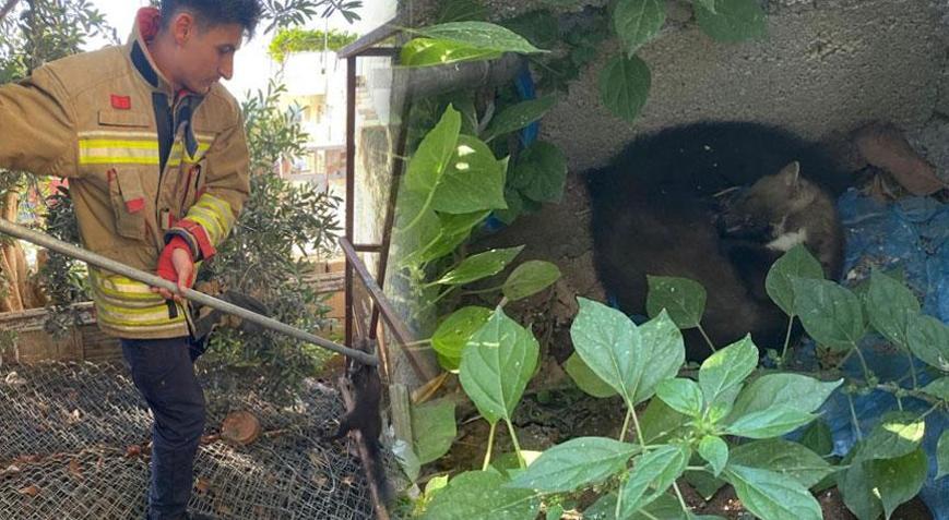 Bahçede gören yardıma koştu! Ava giderken ‘avlandı’