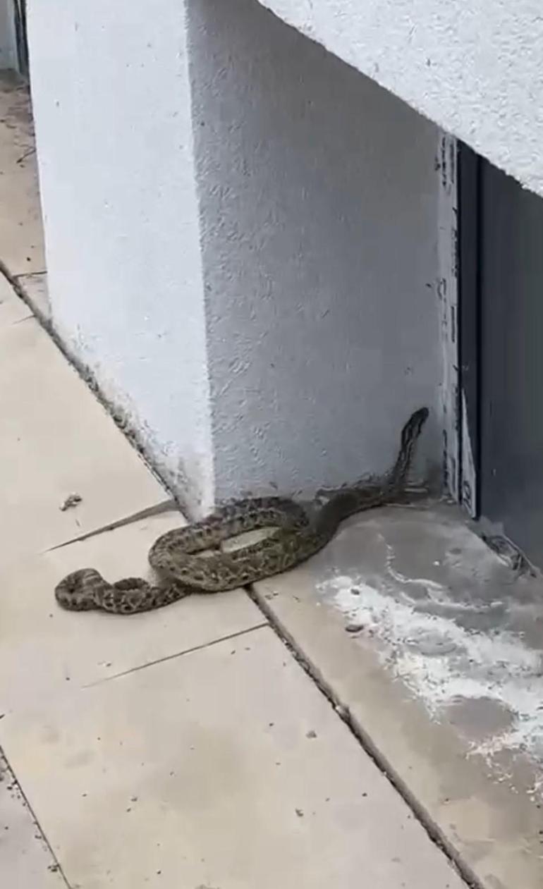 Okula girmeye çalışan devasa yılan panik yarattı!