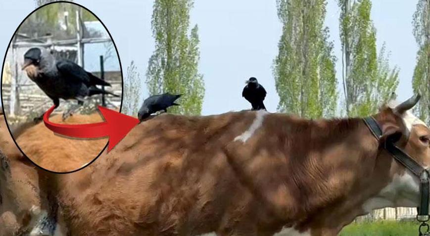 Kargalardan şok plan! İneğin tüylerini yolup götürdüler, sebebi şaşkına çevirdi