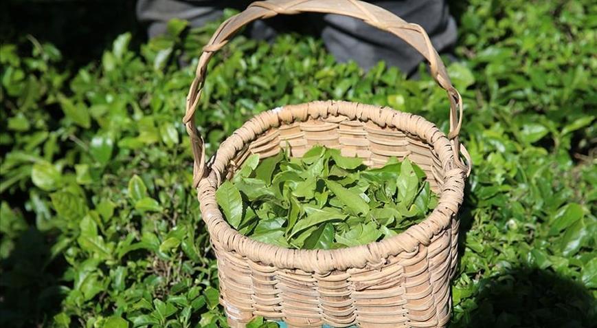 ÇAYKUR’da yarından itibaren randevulu yaş çay alım sistemine geçilecek