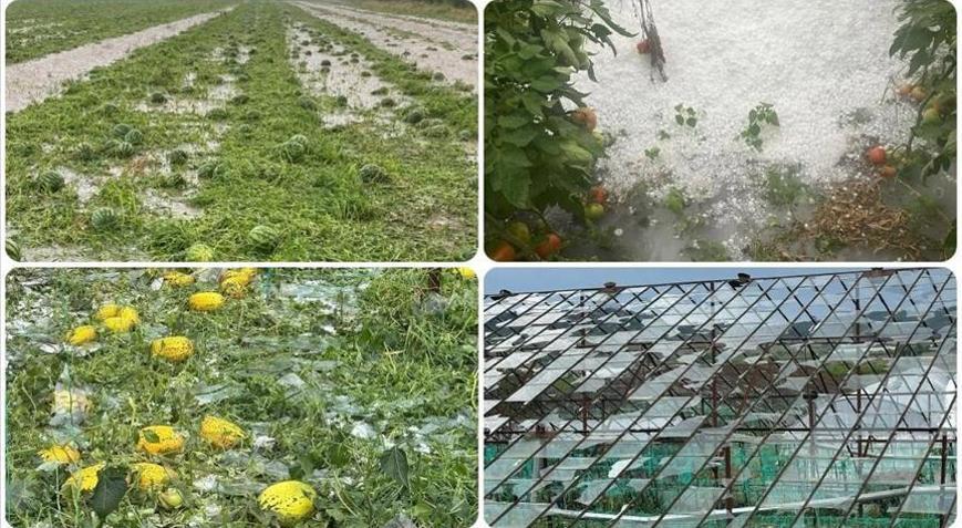 Antalya’da sağanak ürünlere zarar verdi