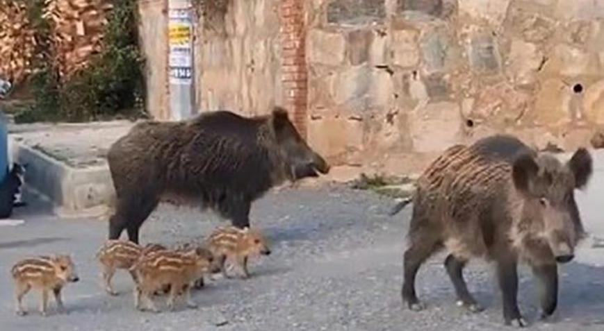 İlçede domuz istilası! Beslenmesi yasaklandı, ihlal edenlere ceza