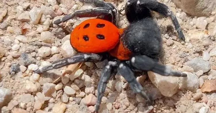 Kırmızı listede yer alan nadir tür Kazdağları’nda görüldü!
