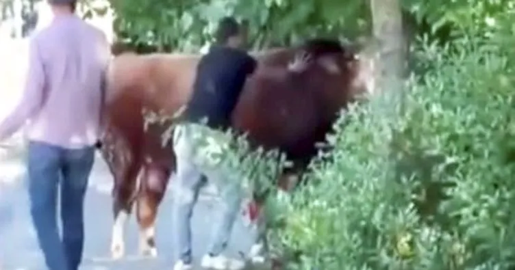 Pazara getirilen boğa ipini koparıp firar etti: Kurban pazarından kaçan boğa güçlükle yakalandı