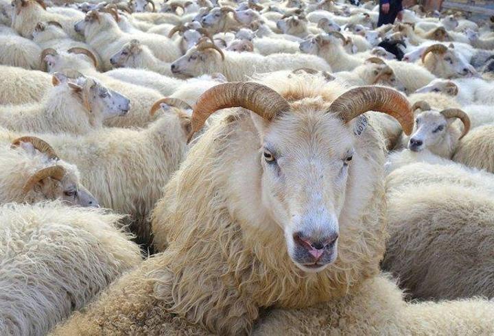 Kurban kesilirken okunacak dua! Kurban kesilirken tekbir nasıl getirilir? Kurban kesen kişinin yapması gerekenler…