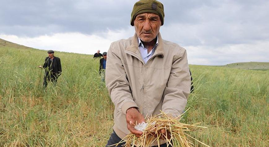 Haziran ayında dolu yağdı ekinler zarar gördü