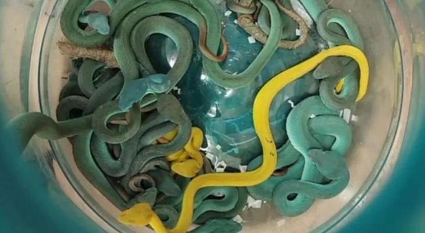 Yolcunun valizinden 48 zehirli yılan ile 5 kaplumbağa çıktı!