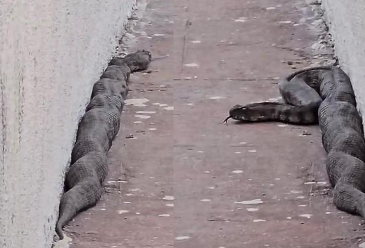 Mahalleli tedirgin! Sitede yılan paniği