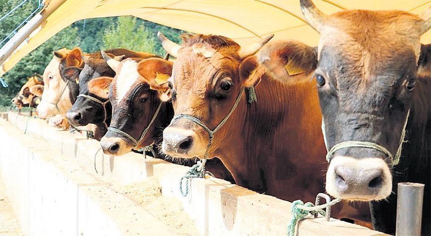 Yetkisiz kasaplara dikkat! Ucuza işlem yaptırayım derken sağlığınızdan olmayın