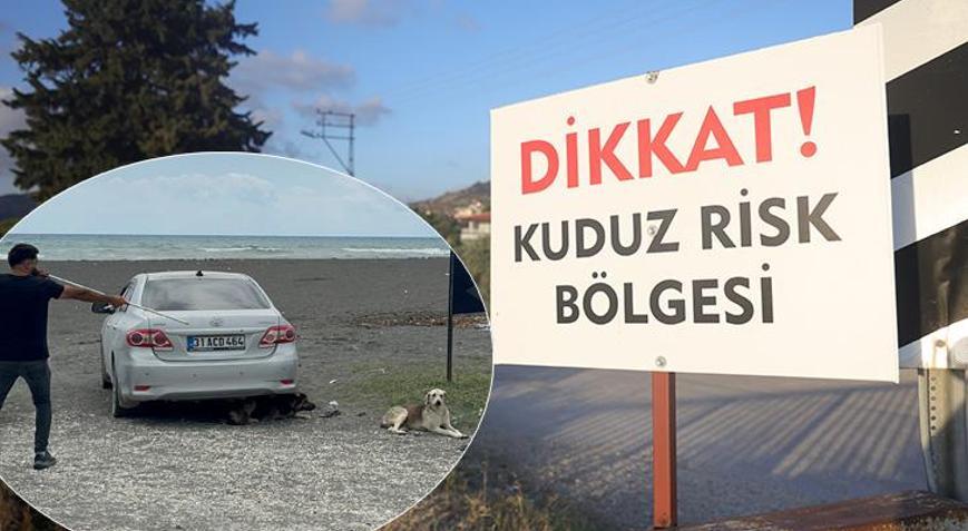 4 mahallede kuduz karantinası: Köpekler toplanmaya başladı