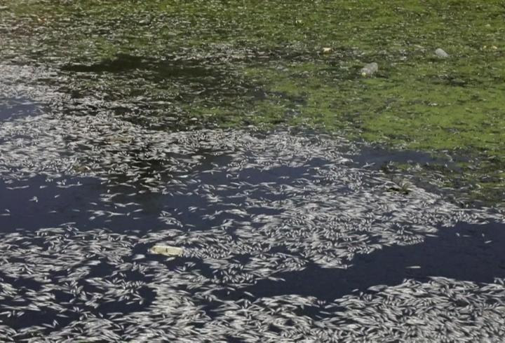 Balıklar yüzeye vurdu: Necef’te oksijen alarmı