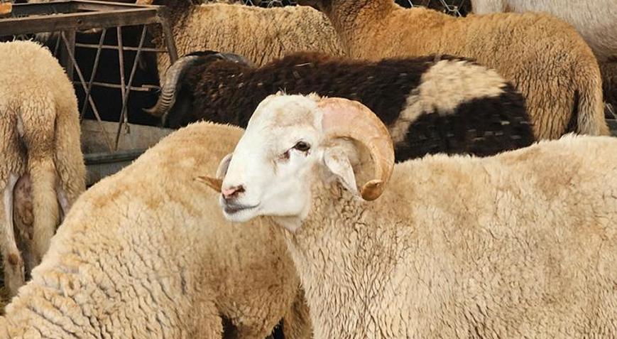 Fas’ta kurban kesimine ilişkin tüm faaliyetler durduruldu