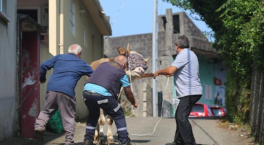 Bayram koşusu başladı: Kaçan kurbanlıklar sahiplerini peşinden koşturdu