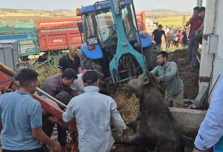Bağını koparıp kaçan boğa foseptik çukuruna düştü