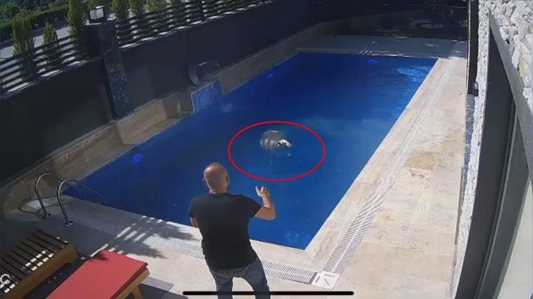 Kurban Bayramında gülümseten manzara Kaçak koç havuzda bulundu