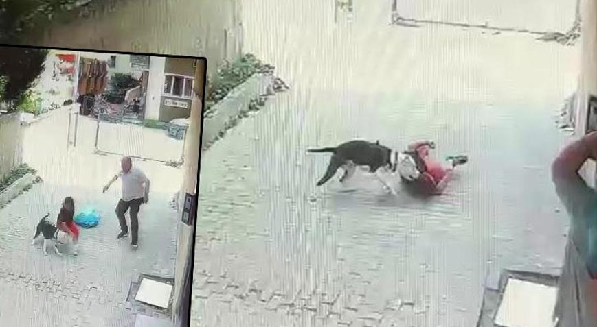 Ataşehir’de korku dolu anlar! Pitbull cinsi köpek çocuğa saldırdı