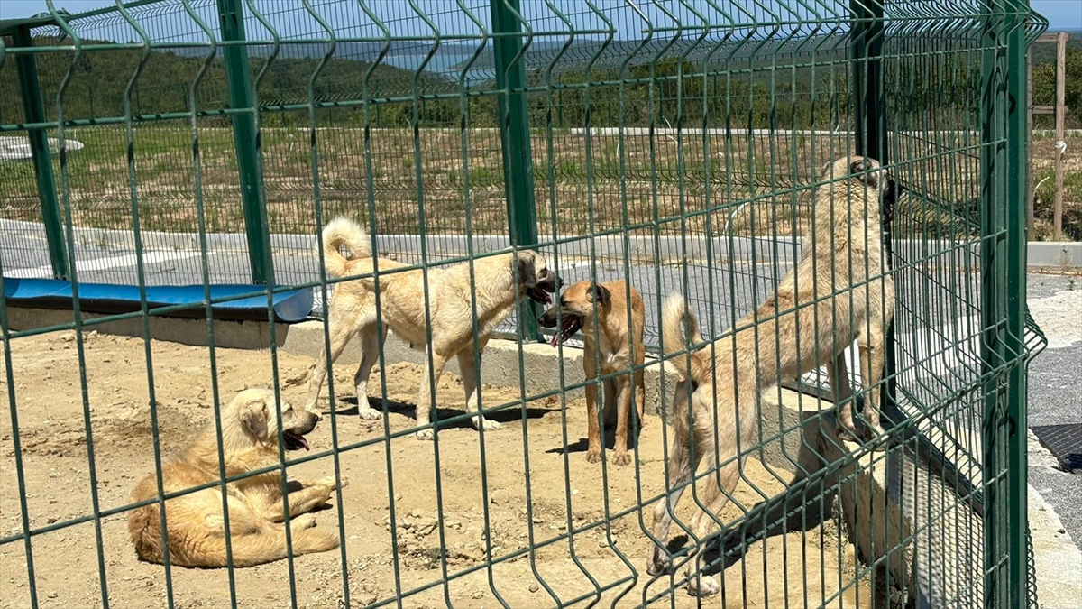 Arnavutköy’de başıboş köpekler toplanmaya başlandı