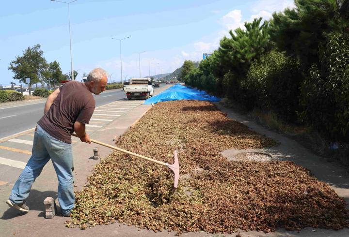 Karadeniz’de fındık hasadı sonrası kaldırımlarda kurutma mesaisi