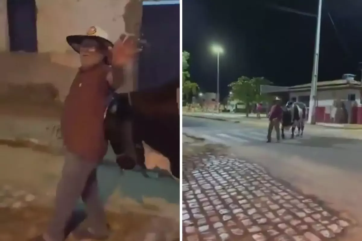 İnanılmaz olay: Kaybolan Sarhoş adamı kendi boğası bulup eve götürdü