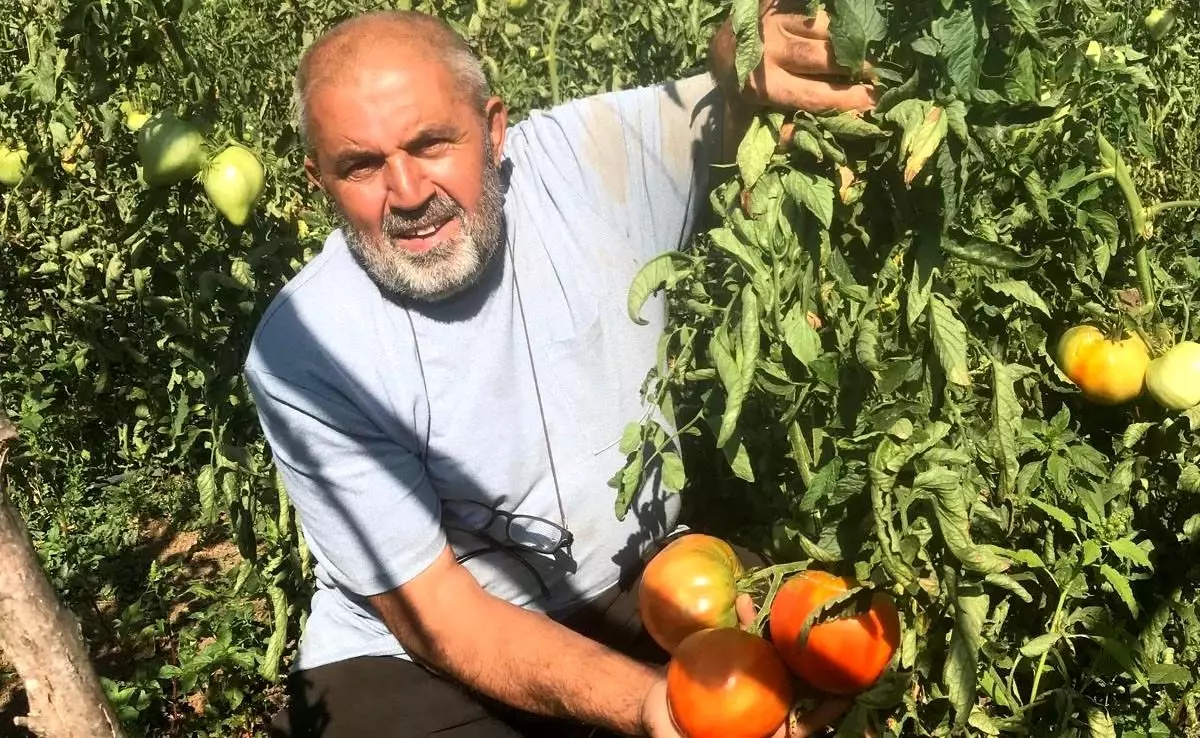 Ata Tohumu Domates Üretimi ile Geleceğe Umut Taşıyor