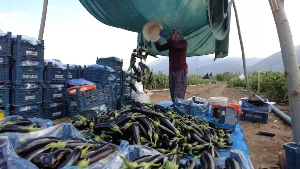 Erzincan’da Toplu Sera Projesi ile 700 Kişiye İstihdam