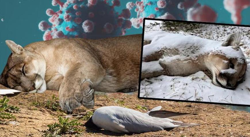 Kuş gribi kâbusu: Dağ aslanını öldürdü, sıra insanda mı? ‘Ajan gibi hücreye sızıyor’