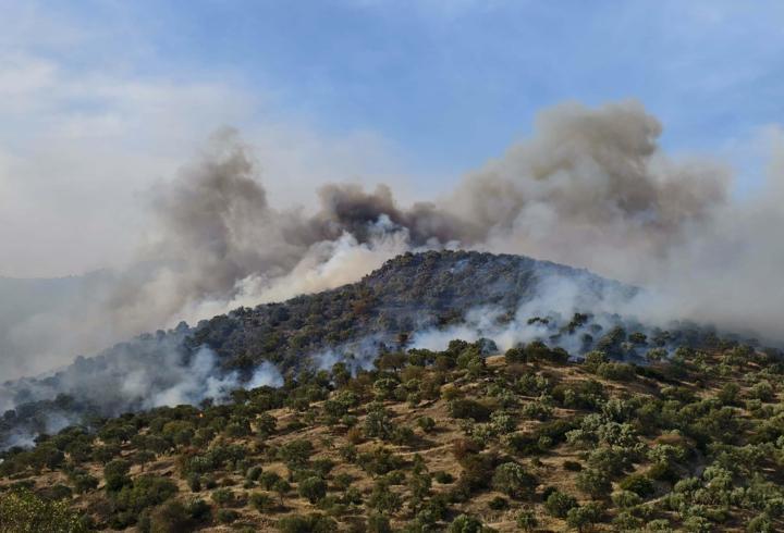 Aydın’da orman yangını