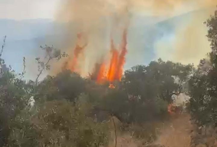 Aydın Bozdoğan’da orman yangını