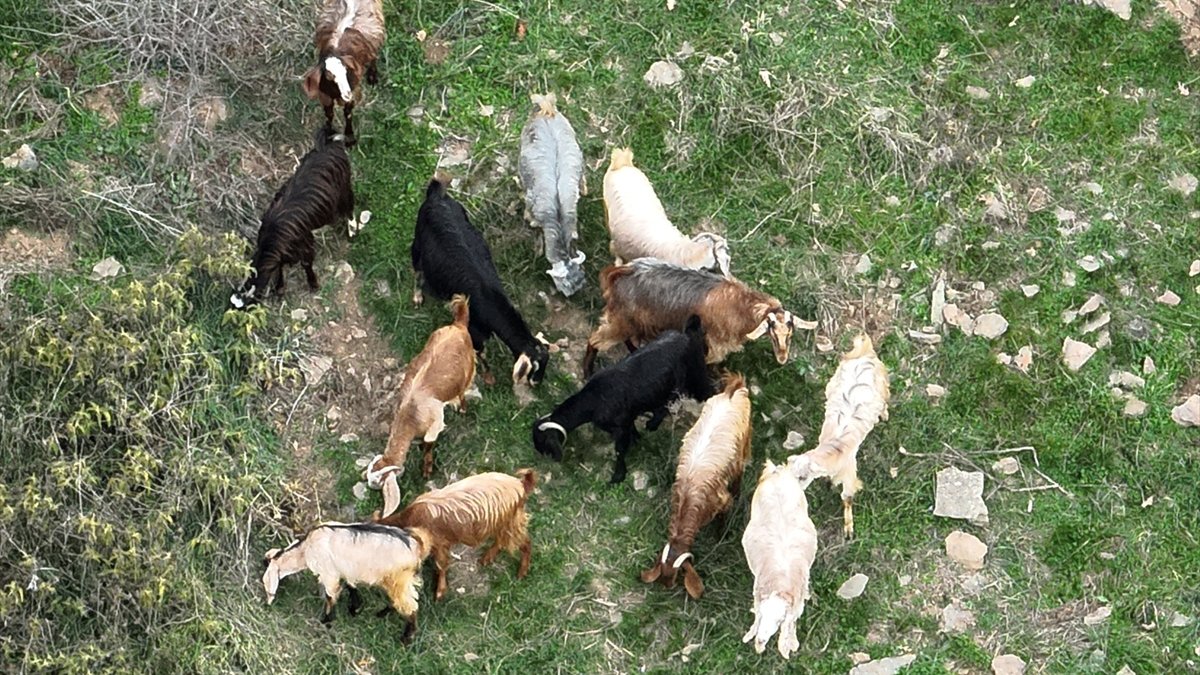 Osmaniye’de kaybolan keçiler dronela bulundu