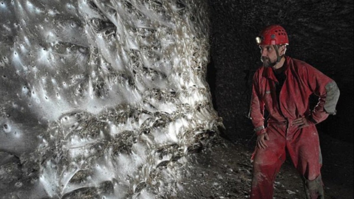 Dünyanın en büyük örümcek ağı bulundu: 111 bin böcek aynı yerde yaşıyor