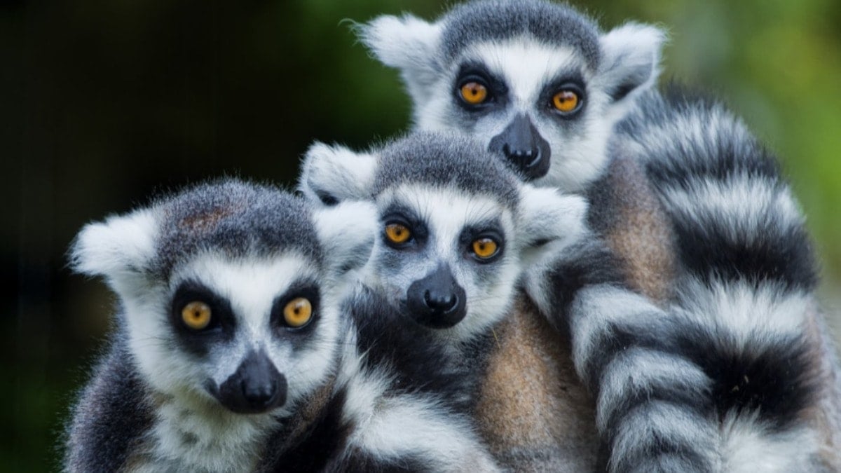 Zenginler yiyor, nesilleri tükeniyor…