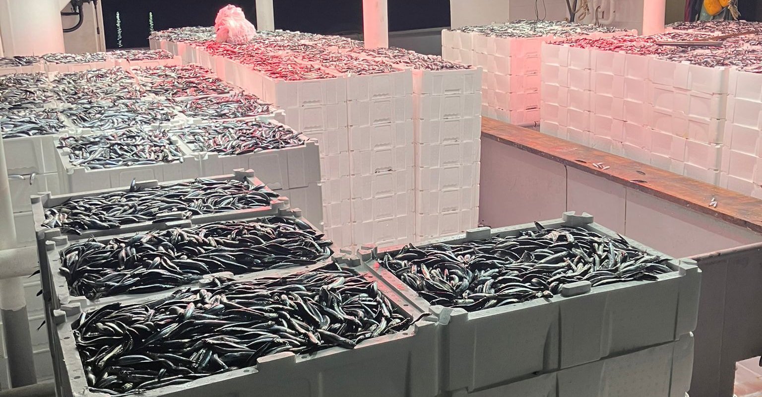 Hamside son 4 yılın en büyük bolluğu: Fiyatlar çakıldı, tezgâhlara akın başladı