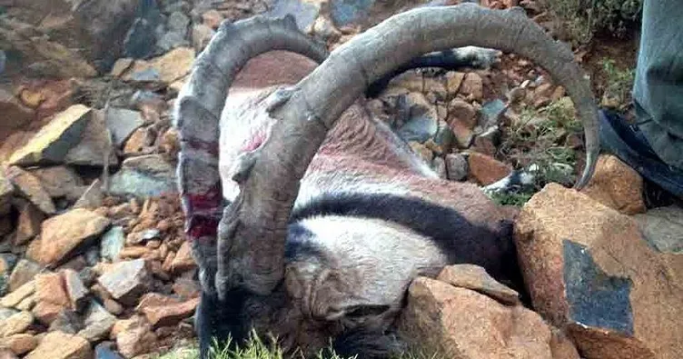 Kars’ta yaban keçisi avlayan kişiye 658 bin 257 lira ceza uygulandı