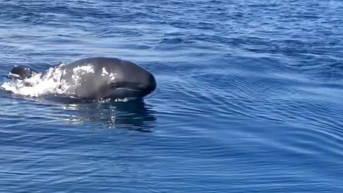 Balinaların dili çözüldü: Ne dedikleri artık anlaşılacak
