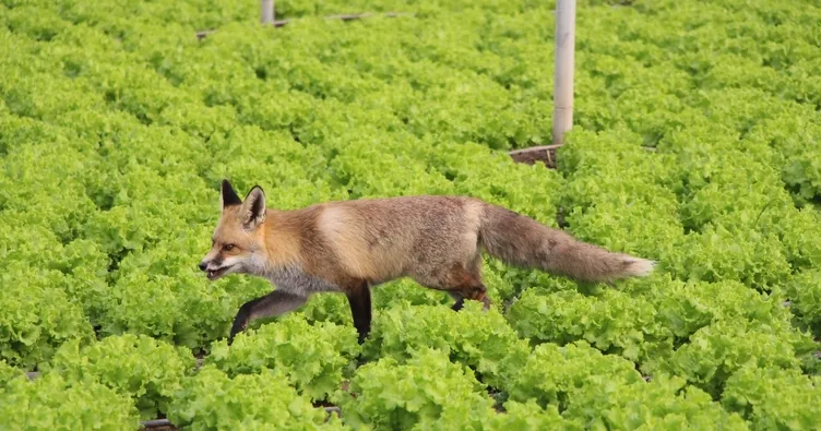 Amasya’da kardeşlerin gülümseten tilki rekabeti: Biri mangal partisi yapıyor, biri pastayla besliyor!