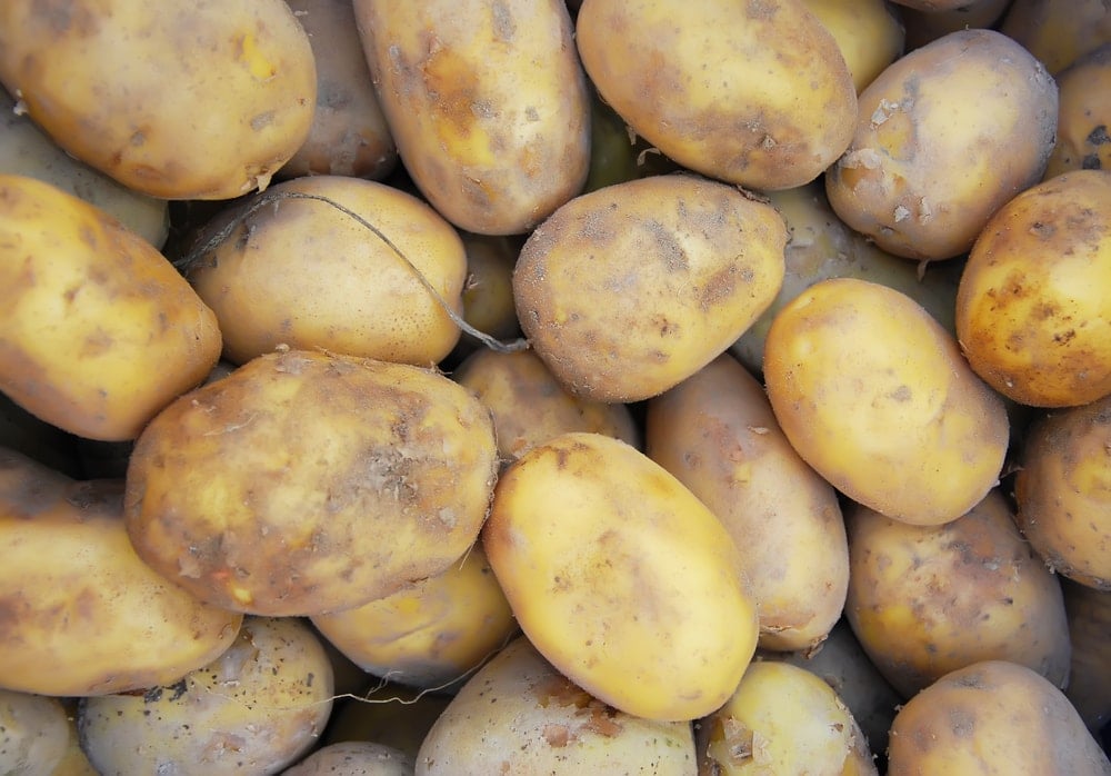 Patates 1 milyon kişinin ölümüne nasıl neden oldu?