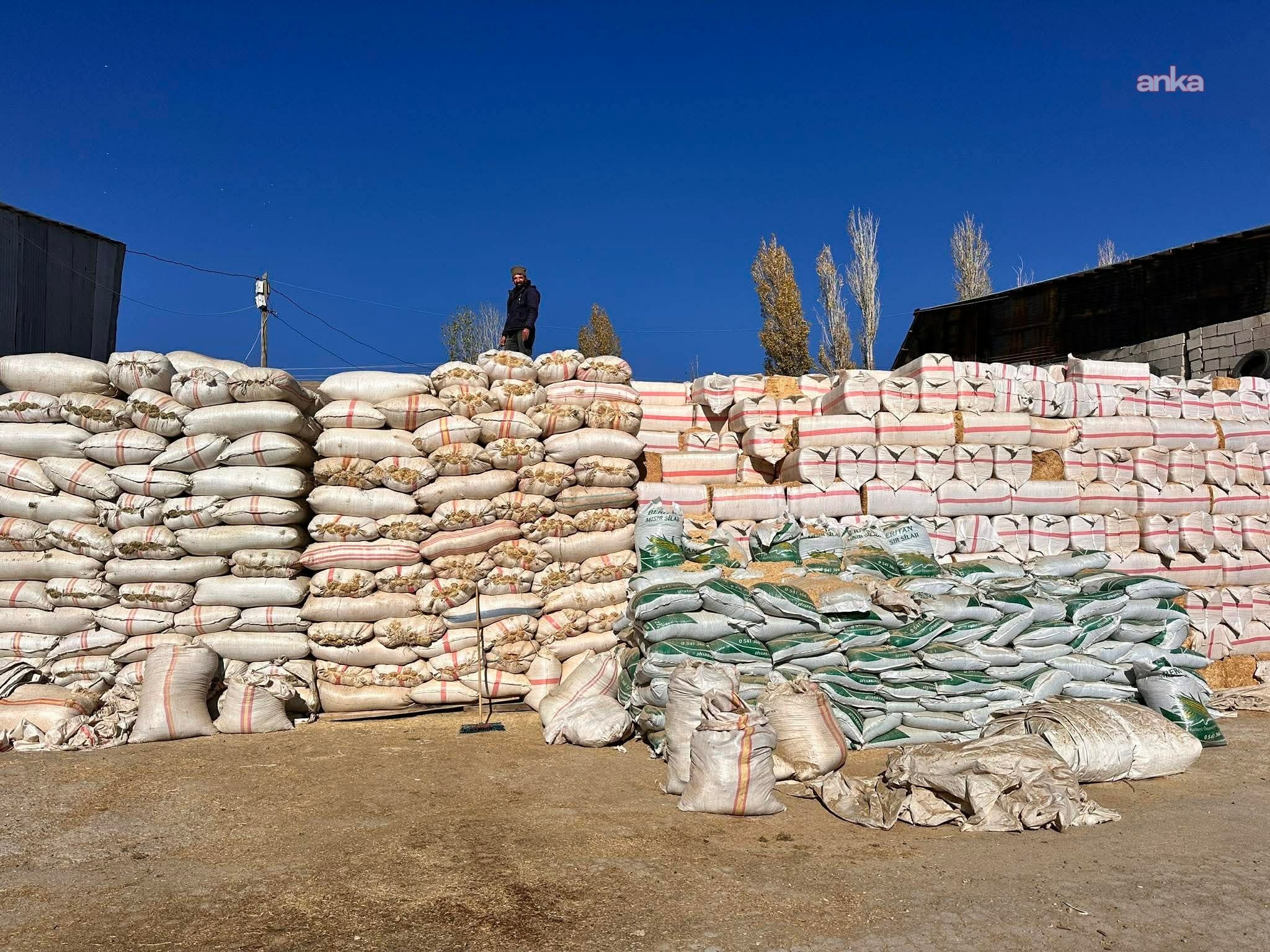 Saman fiyatları 8 bin liraya fırladı