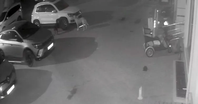 Kastamonu’da akılalmaz olay: Sokak köpekleri aracını parçaladı! ‘3 ay içerisinde 2 kez…’