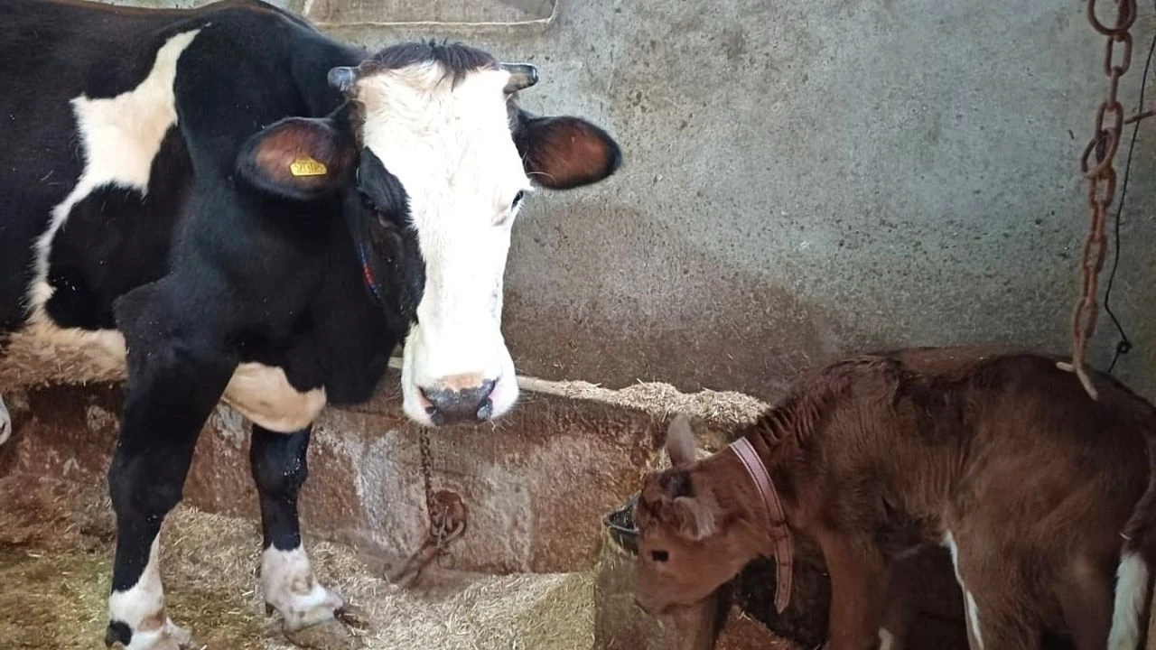 Hayvancılıkta devrim: Süt alerjisine karşı genleri susturulmuş buzağılar doğdu