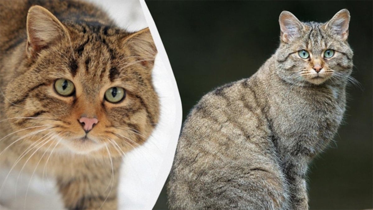 Ülkeden dikkat çeken karar: Yok edilmesi hedeflenen türler arasına alındı