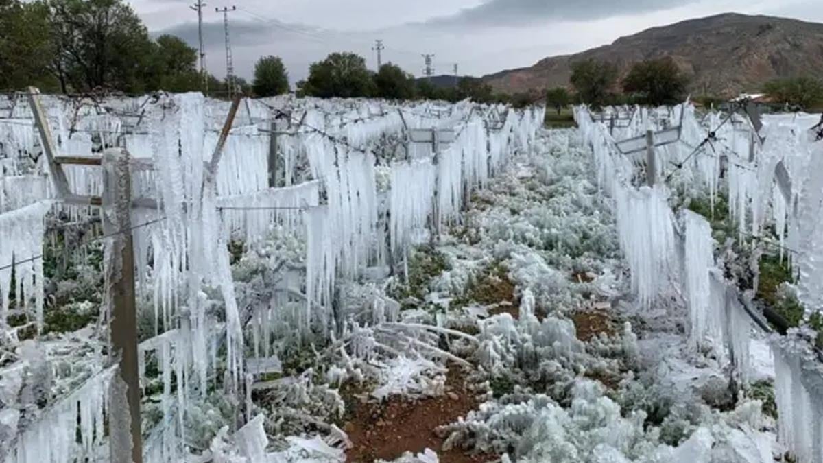 Zirai dondan etkilenen çiftçilere yeni ödeme