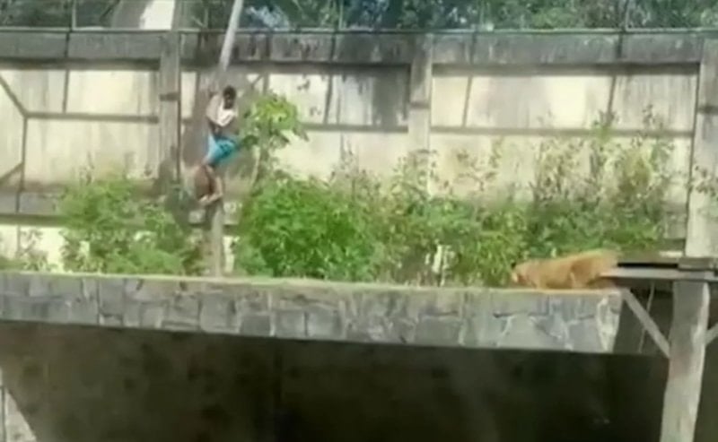 Aslan kafesine giren 19 yaşındaki gencin trajik sonu