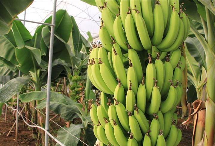 Kan şekerini düzenleyen muz diyetlerin vazgeçilmezi! Muz Kaç Kalori? Normal Boyutlarda Bir Muzun Besin Değerleri Nasıldır?