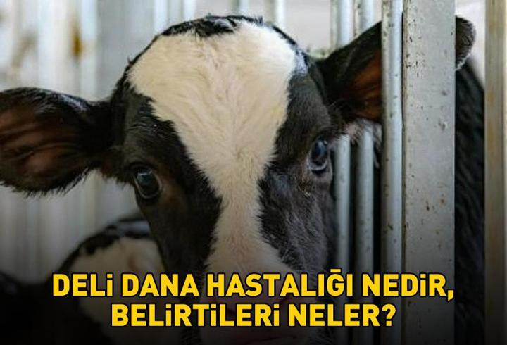 Deli dana hastalığı nasıl bulaşır? Ankara’dan sonra Bolu’da da ortaya çıktı! Deli dana hastalığı nedir, belirtileri neler?