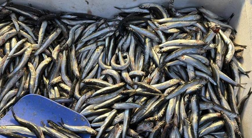 Palamut Gürcistan’a kaçınca tezgahlar hamsiyle doldu