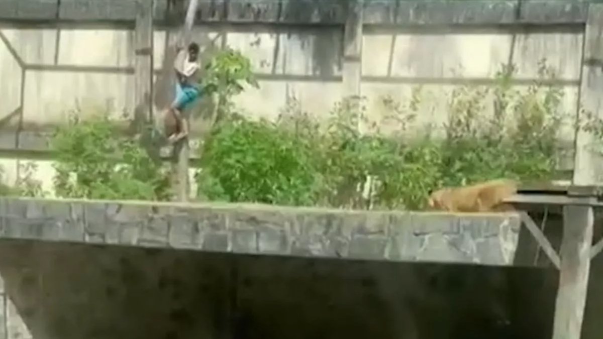 Duvardan atlayıp kafese giren Brezilyalı genç, aslan saldırısında hayatını kaybetti
